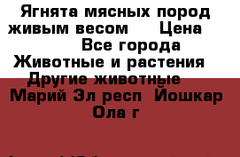 Ягнята мясных пород живым весом.  › Цена ­ 125 - Все города Животные и растения » Другие животные   . Марий Эл респ.,Йошкар-Ола г.